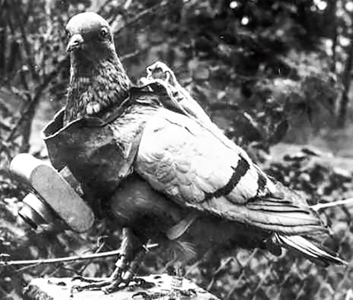 black and white photo of a pigeon with camera strapped to her