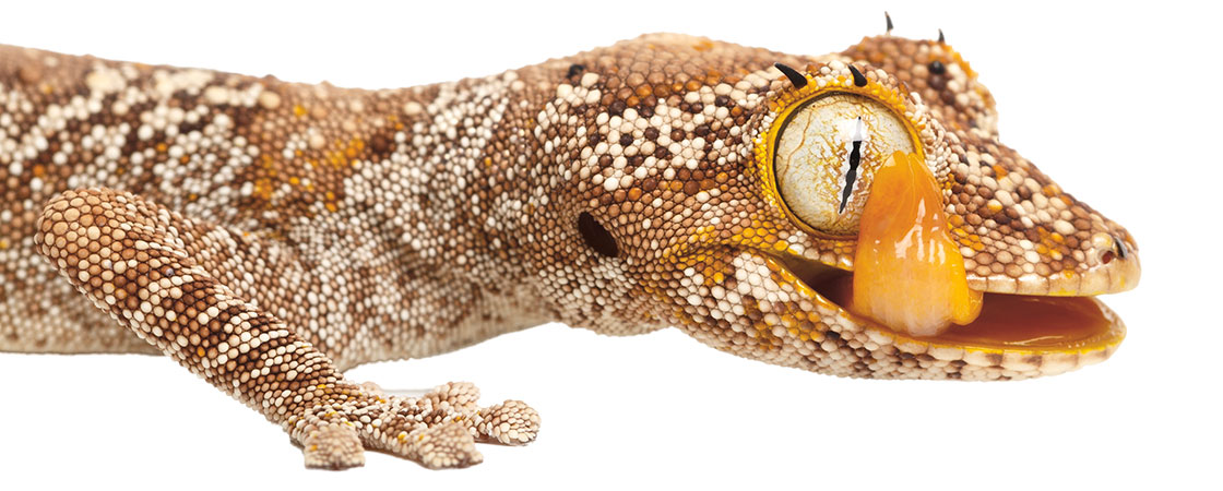 photo of a gecko licking its eyeball