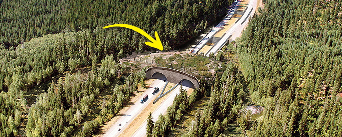 A bridge that is supposed to help save the lives of animals that cross