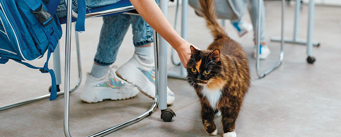 Image of a person sitting a desk and petting a cat walking by