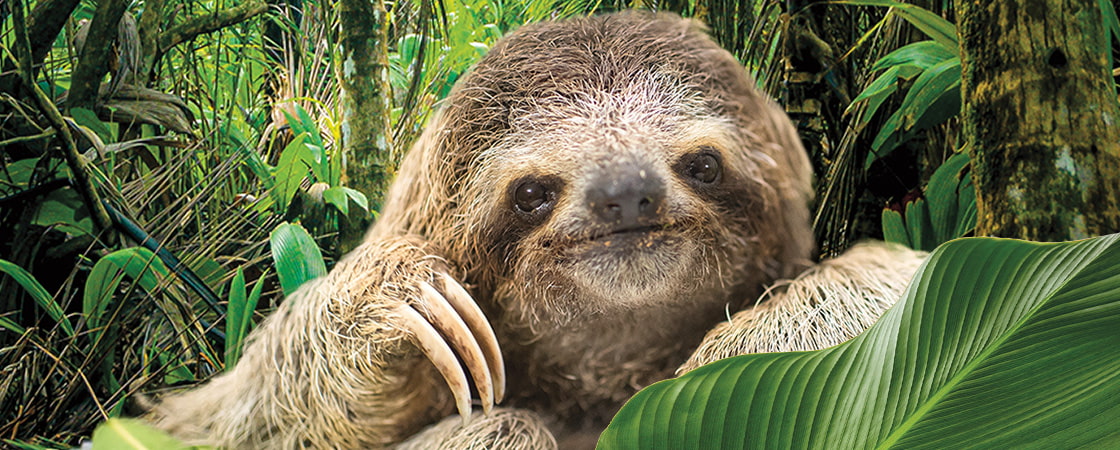 Image of a sloth in a forest