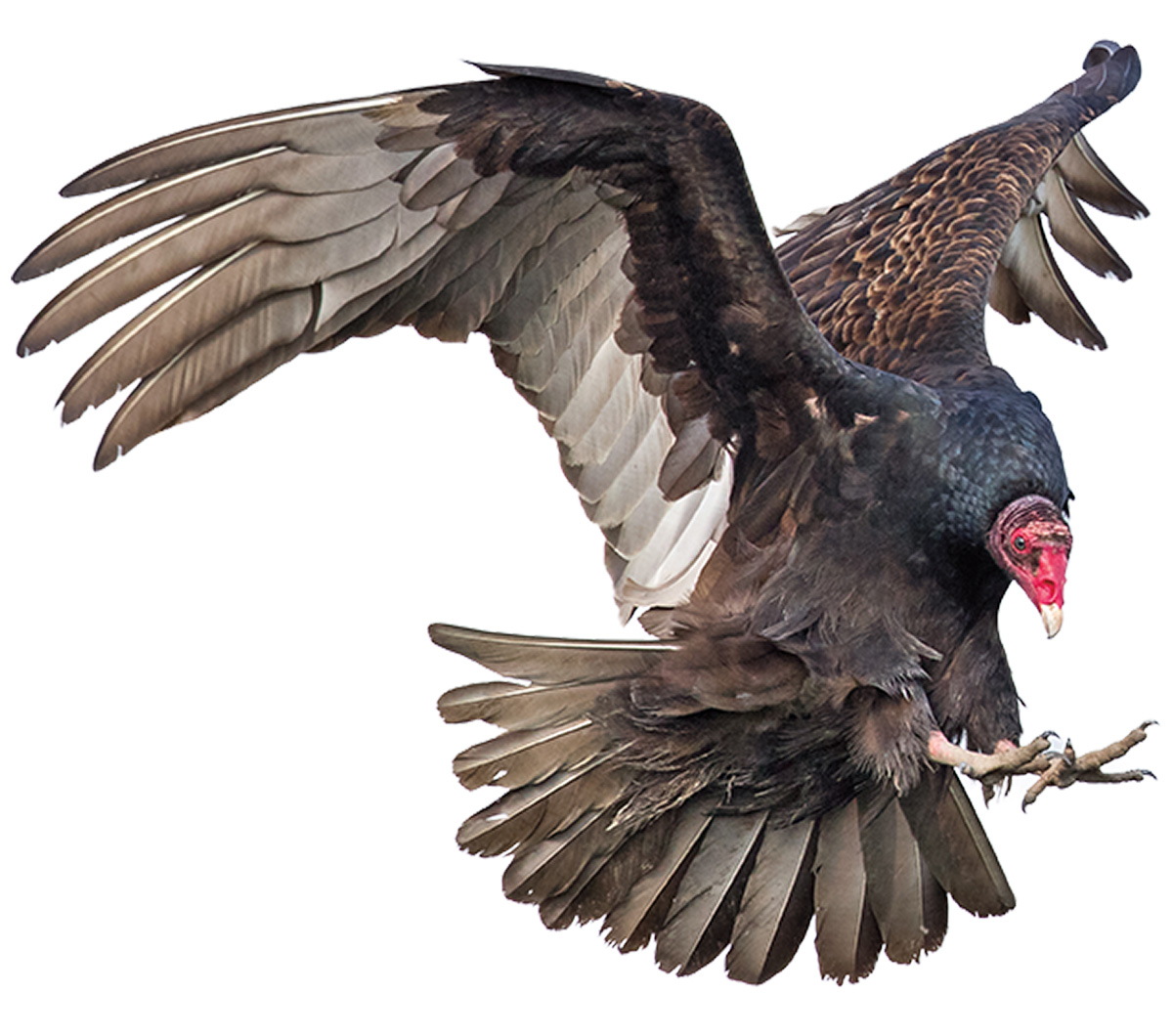 Image of a vulture