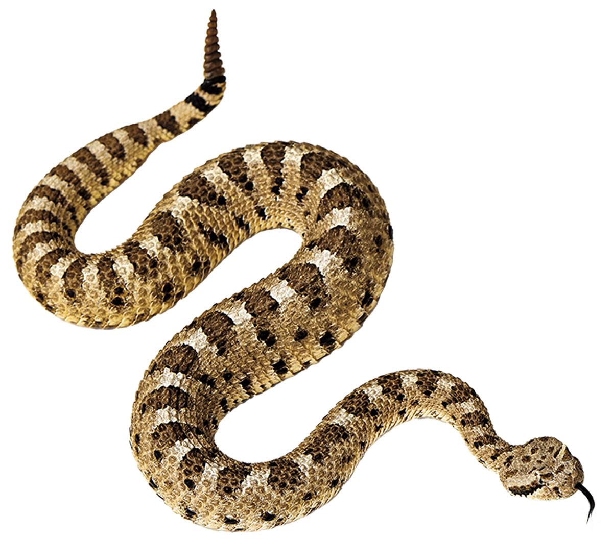 Image of a snake