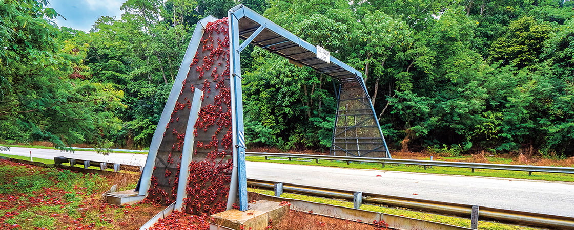 Image of a large amount of red crabs crossing a bridge over a highway